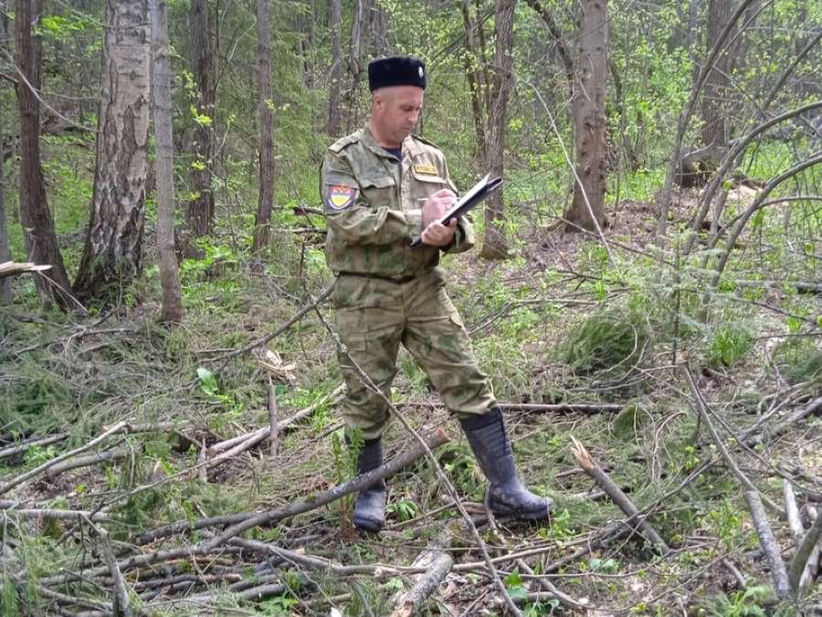 В Челябинской области казаки выявили незаконную рубку лесных насаждений В Челябинской области казаки выявили незаконную рубку лесных насаждений
